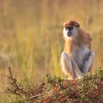 patas-monkey