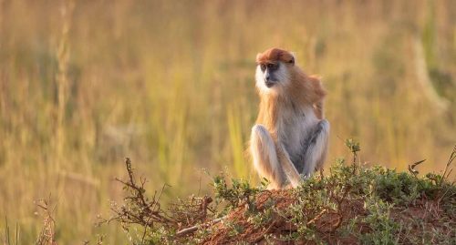 patas-monkey