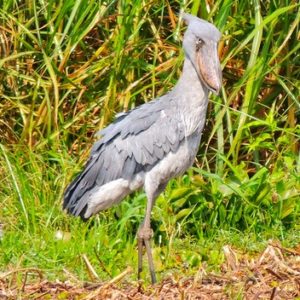 Shoebill Storks