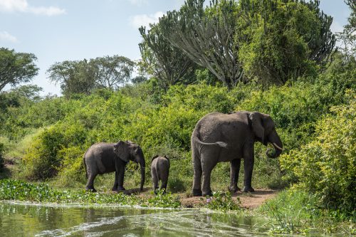 Elephants in Uganda