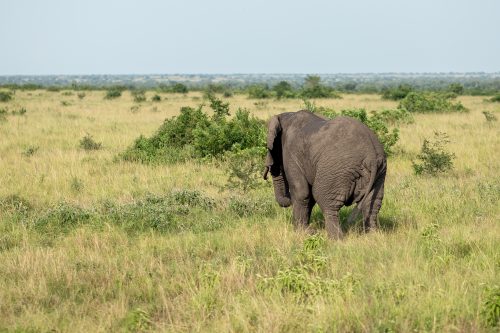 Elephants in Uganda-  Uganda Safari 
