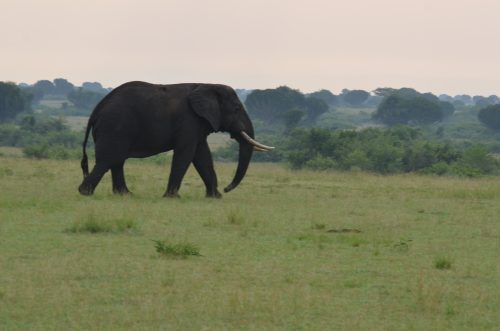 Elephants in Uganda