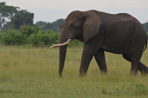 Elephants in Uganda