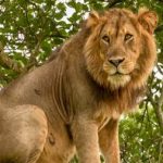 Queen Elizabeth vs Murchison Falls Safaris-Lions in Uganda