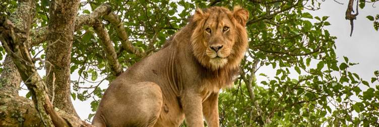 Queen Elizabeth vs Murchison Falls Safaris-Lions in Uganda