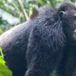 Primate Safaris-Safaris in Rwanda