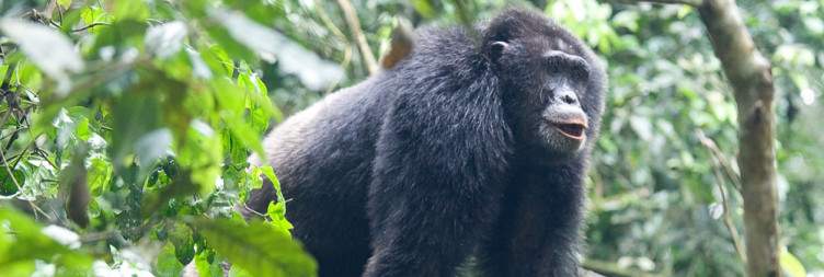 Primate Safaris-Safaris in Rwanda