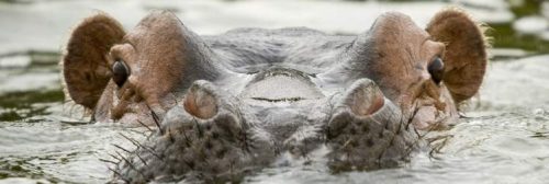 Lake Mburo Boat Cruise Safaris