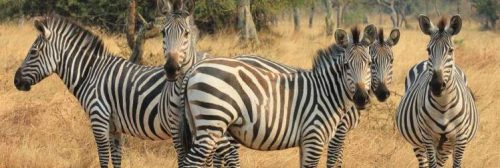 Lake Mburo Boat Cruise Safaris
