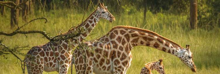 Lake Mburo Boat Cruise Safaris- Travel Destinations