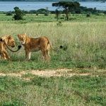 Queen Elizabeth vs Murchison Falls Safaris-Lions in Uganda