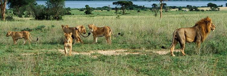 Queen Elizabeth vs Murchison Falls Safaris-Lions in Uganda
