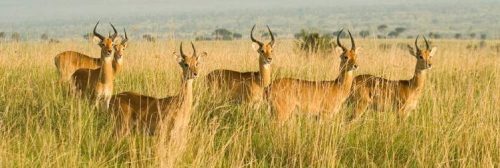 Lake Mburo-Visit Uganda