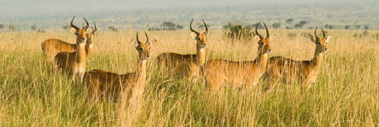 Lake Mburo-Visit Uganda