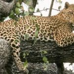 Queen Elizabeth vs Murchison Falls Safaris
