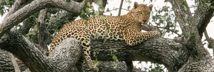 Queen Elizabeth vs Murchison Falls Safaris