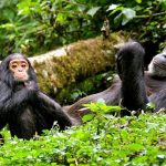 Nyungwe National Park-Chimpanzee Trekking