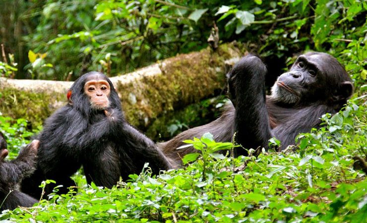 Nyungwe National Park-Chimpanzee Trekking