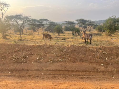 Lake Mburo Boat Cruise Safaris