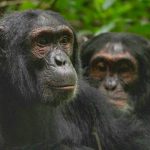 Nyungwe Forest Park- Best Uganda Safari