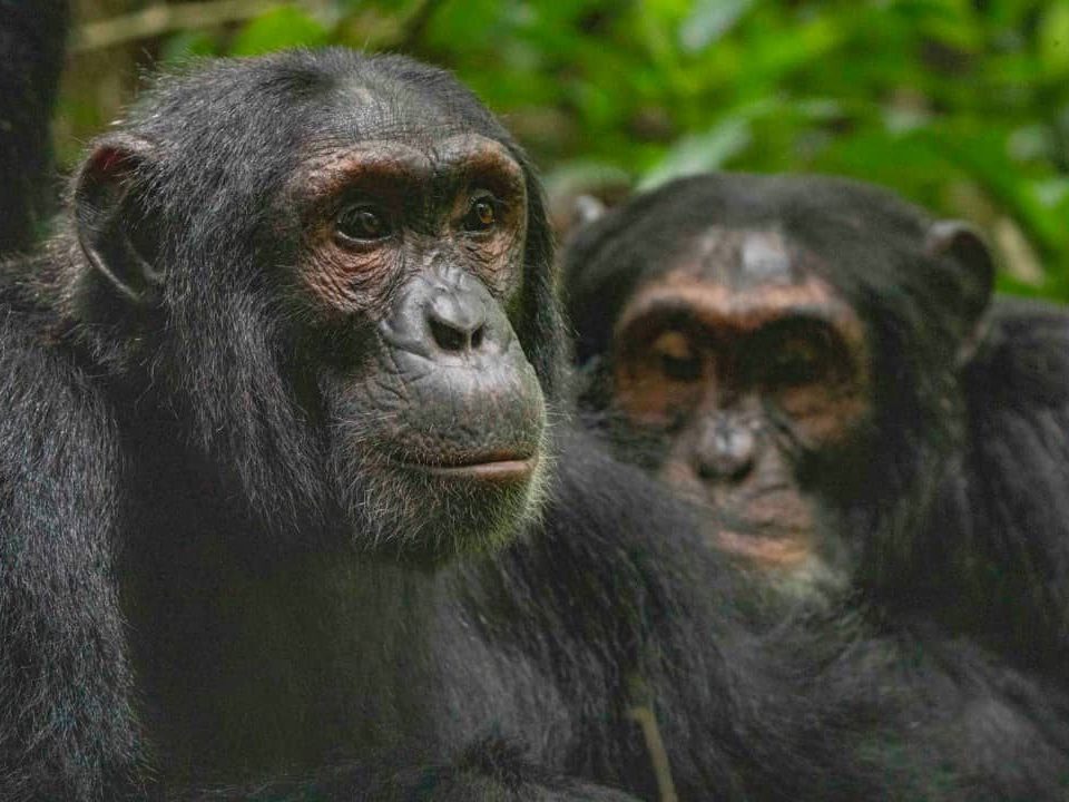 Nyungwe Forest Park- Best Uganda Safari