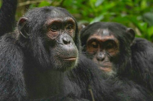 Wildlife Safaris- Forest Safaris in Uganda