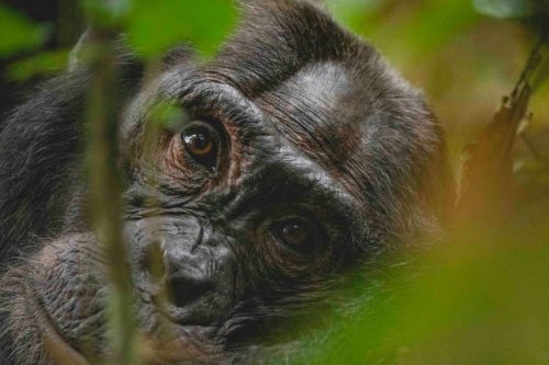 Wildlife Safaris