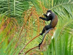 Bigodi Wetland Walk-Golden -Uganda Safari