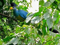 Bigodi Wetland Walk- Forest Safaris in Uganda