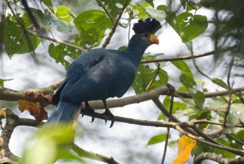  Bigodi Wetland Walk