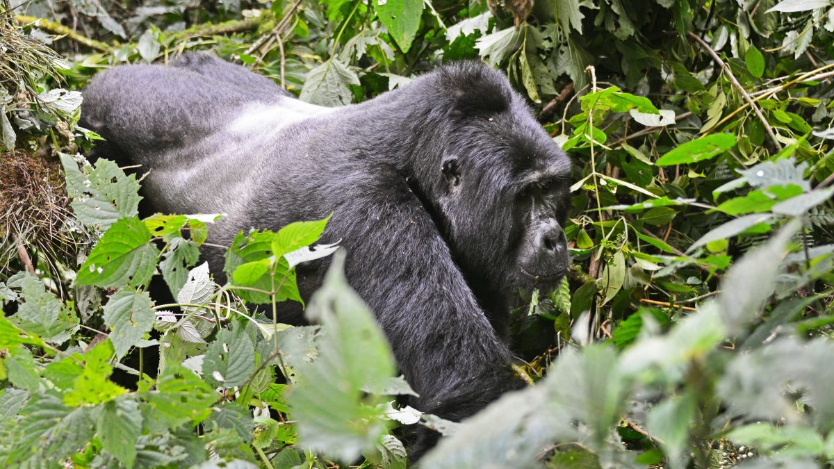 Volcanoes National Park- Gorilla Double Trekking