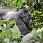 Volcanoes National Park- Gorilla Double Trekking