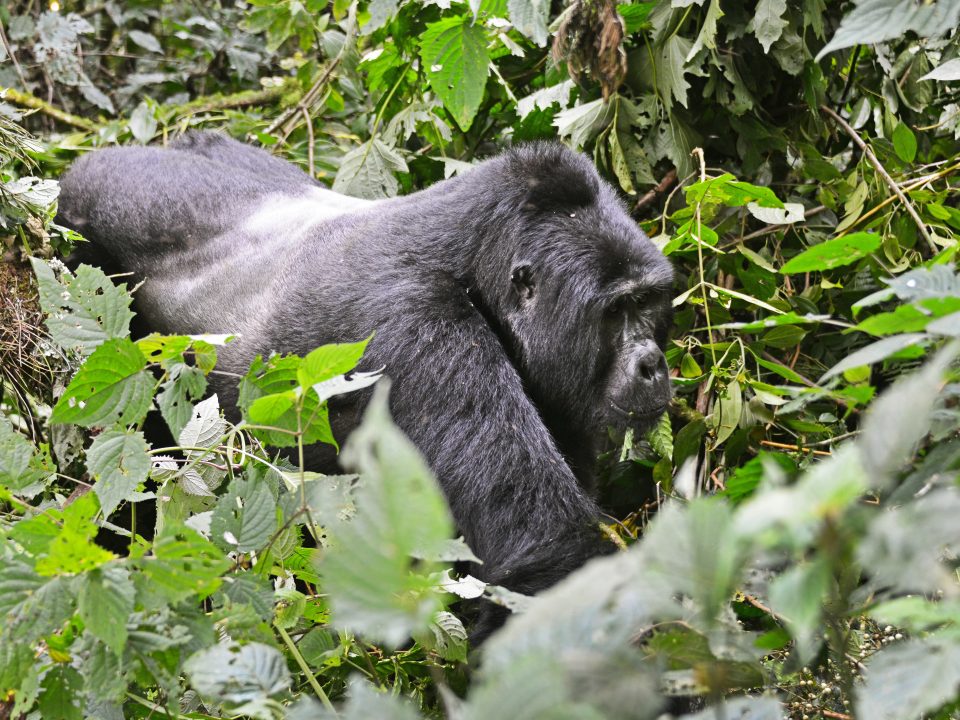 Volcanoes National Park- Gorilla Double Trekking