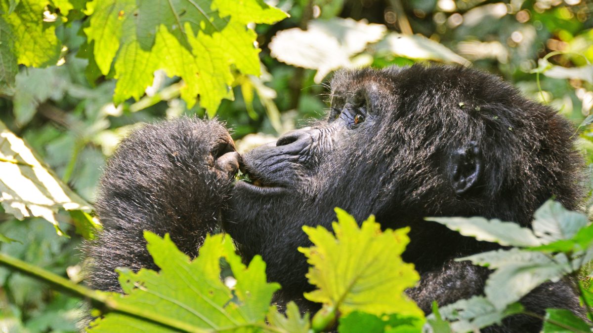 Volcanoes National Park Gorilla Double Trekking-