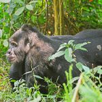 Volcanoes National Park-a Gorilla