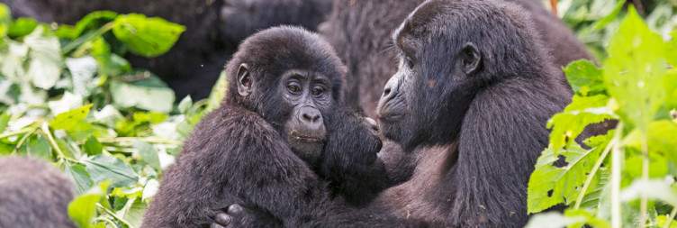 Best Wildlife- Gorilla Trekking Permit