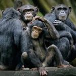 Nyungwe Forest Park-Kyambura vs Kalinzu