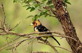 Bird watching