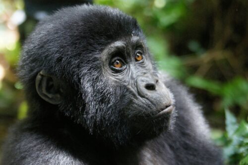 Bwindi from Kigali-Adventures in Uganda