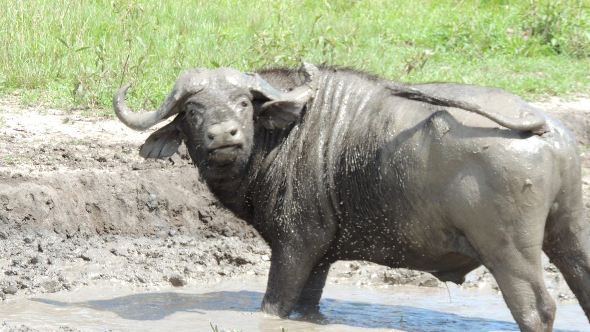 Big Five Safari-Safari Countries