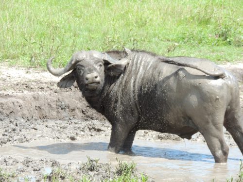 African Buffalo Facts