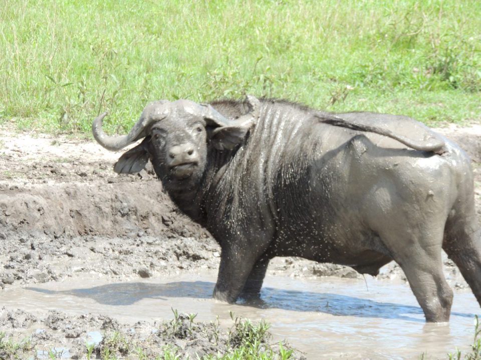 Big Five Safari-Safari Countries