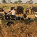 Night Game Drives- Queen Elizabeth Park