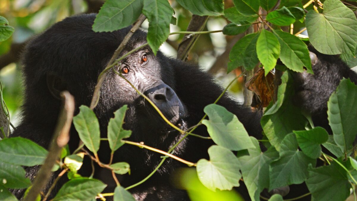 Ruhija from Kigali- Gorilla Double Trekking