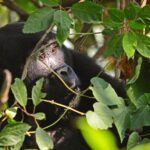 Ruhija from Kigali- Gorilla Double Trekking