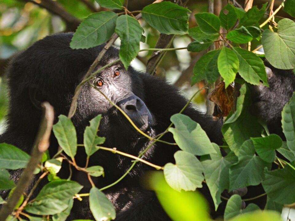 Ruhija from Kigali- Gorilla Double Trekking