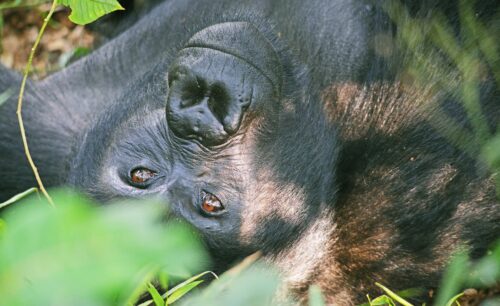 Gorilla & Chimp Trekking-Time Gorilla Trekking