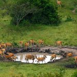 Wildlife in Lake Mburo Park- Best Uganda Safari