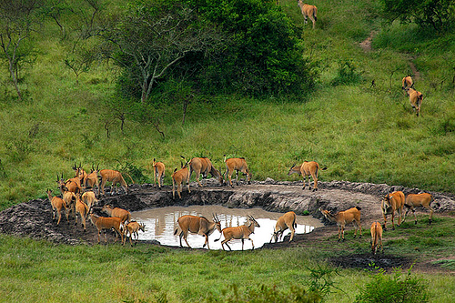 Wildlife in Lake Mburo Park- Best Uganda Safari