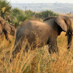 Rwanda Safaris-Uganda Safari